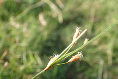 Fimbristylis sieboldii