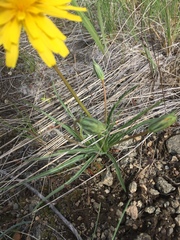 Nothocalais troximoides