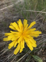 Nothocalais troximoides