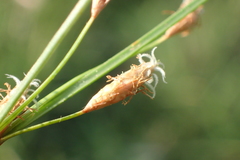Fimbristylis sieboldii