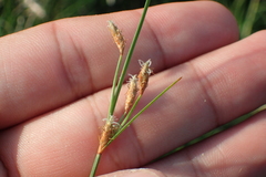 Fimbristylis sieboldii