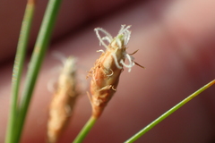 Fimbristylis sieboldii