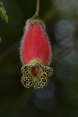 Kohleria affinis