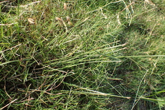 Fimbristylis sieboldii