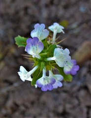 Acanthomintha ilicifolia