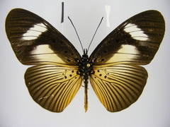 Pseudacraea eurytus eurytus