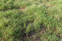 Fimbristylis sieboldii