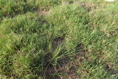 Fimbristylis sieboldii