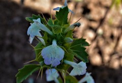 Acanthomintha ilicifolia