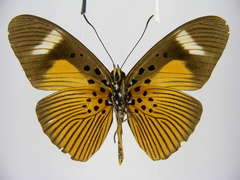 Pseudacraea eurytus eurytus