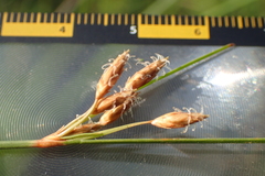 Fimbristylis sieboldii