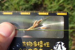 Fimbristylis sieboldii