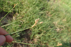 Fimbristylis sieboldii