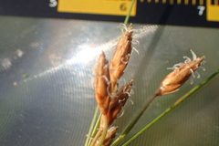 Fimbristylis sieboldii