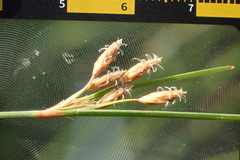 Fimbristylis sieboldii