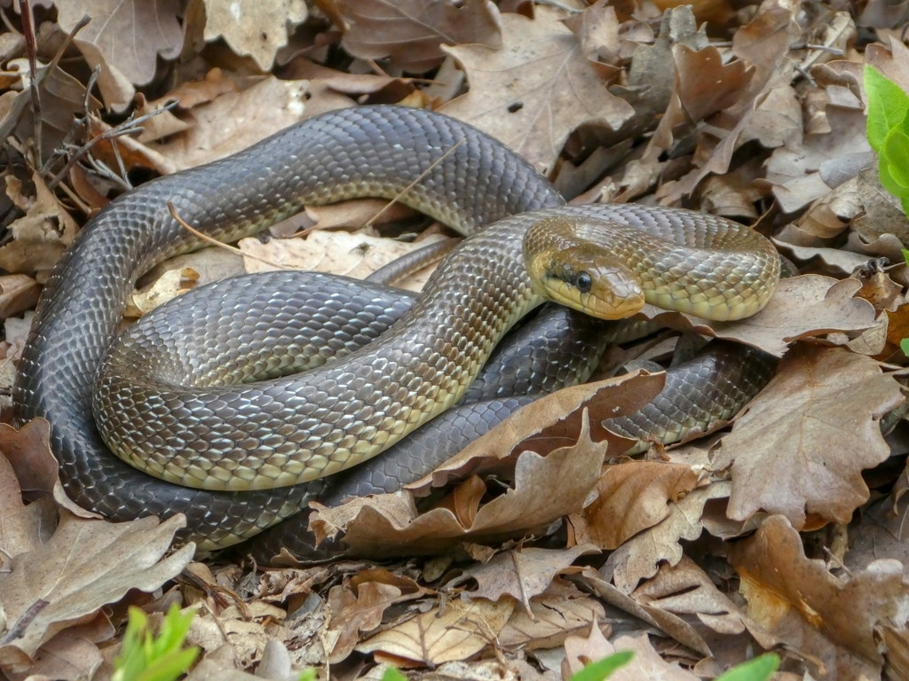 Aesculapian Snake