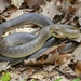 Aesculapian Snake - Photo (c) Phil P., some rights reserved (CC BY-NC-SA), uploaded by Phil P.