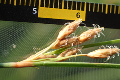 Fimbristylis sieboldii