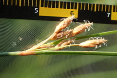 Fimbristylis sieboldii