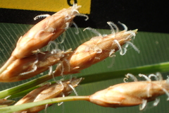 Fimbristylis sieboldii