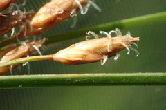 Fimbristylis sieboldii
