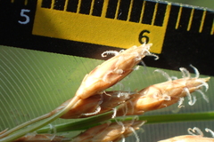 Fimbristylis sieboldii