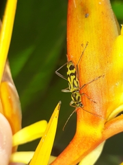 Chlorophorus annularis