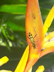 Chlorophorus annularis