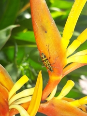 Chlorophorus annularis