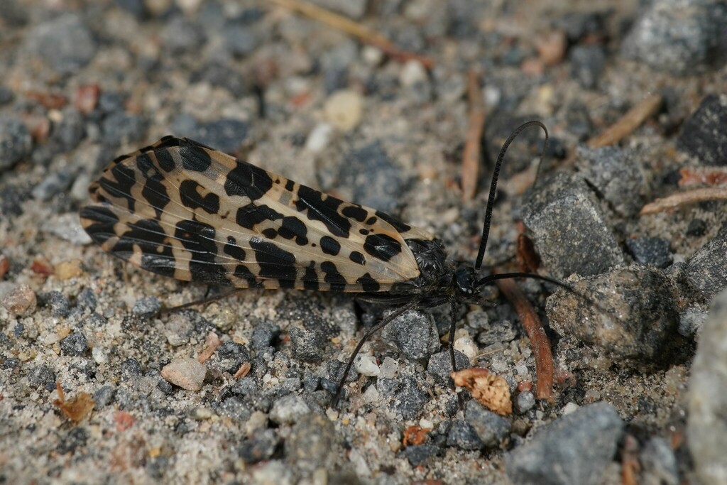 Semblis phalaenoides