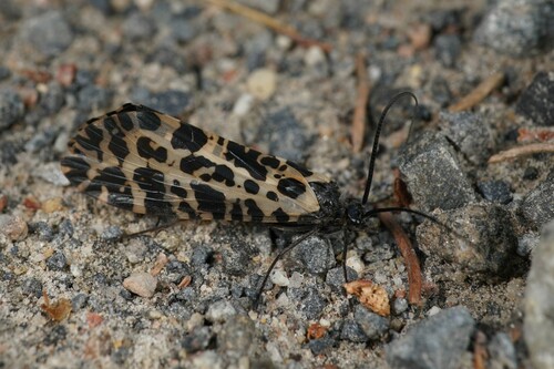 Semblis phalaenoides