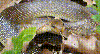 Aesculapian Snake