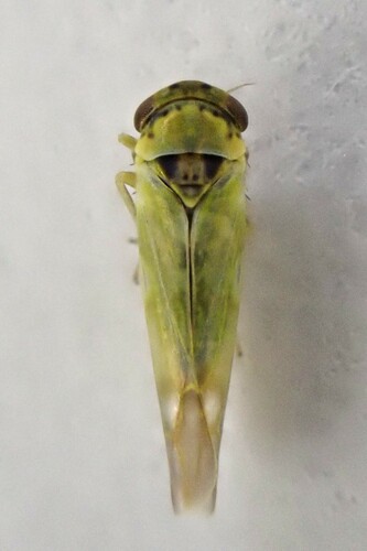 Tamaricella tamaricis