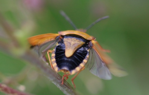 Rausvasparnė skydblakė nuotrauka