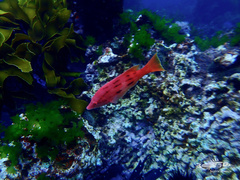 Bodianus unimaculatus