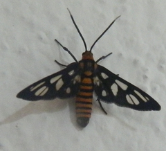 Amata huebneri