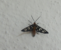 Amata huebneri