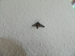 Amata huebneri