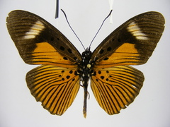 Pseudacraea eurytus eurytus