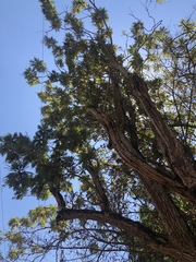 Bocconia arborea