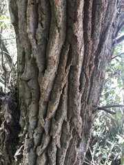 Bocconia arborea