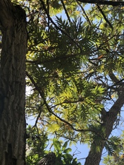 Bocconia arborea