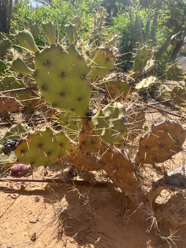 shell mound pricklypear