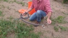 Dendroaspis polylepis