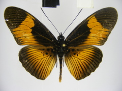 Pseudacraea eurytus eurytus