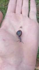 Helminthoglypta phlyctaena