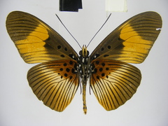 Pseudacraea eurytus eurytus