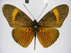 Pseudacraea eurytus eurytus