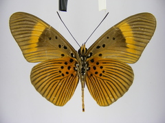 Pseudacraea eurytus eurytus