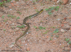 Amphiesma stolatum